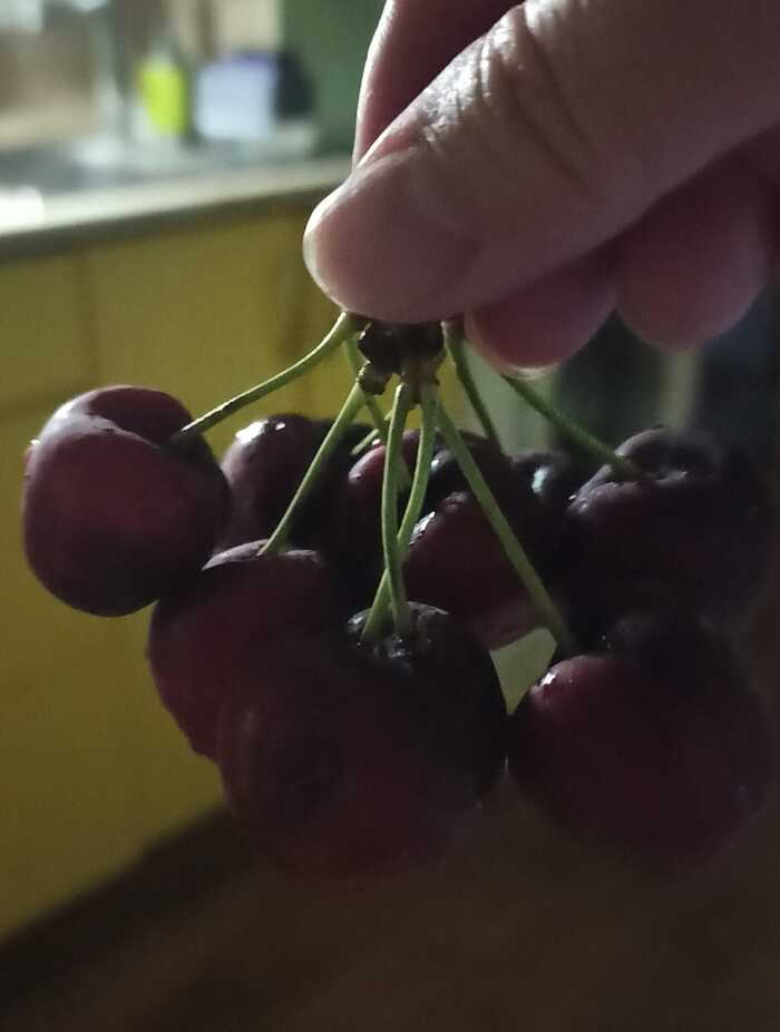 Cherries - My, Cherries, Mobile photography, yum