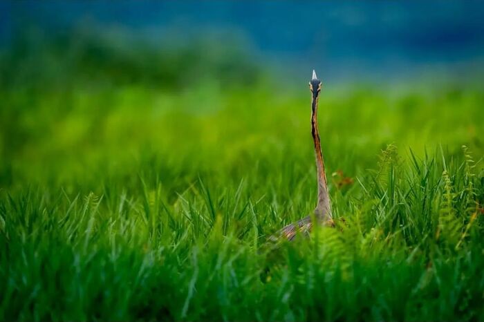 Рыжая цапля