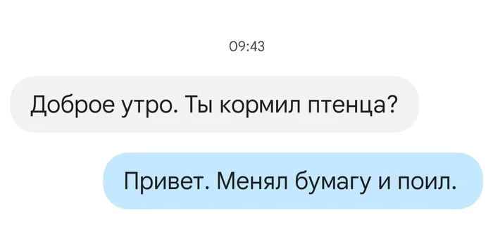 Уход за Альбертом. День первый - Моё, Стриж, Находка, Помощь, Доброта, Передержка, Забота, Видео, Вертикальное видео, Мат, Длиннопост