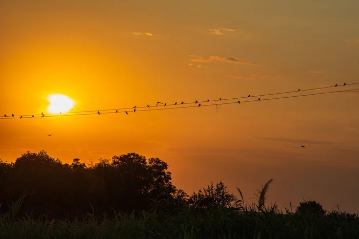 Gatherings... - My, The photo, Nikon, Nature, Landscape, Sunset, Birds