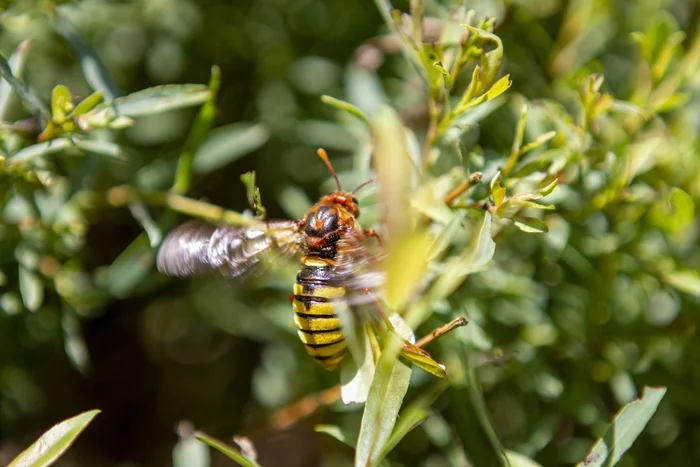 A gorgeous wasp flaps its wings at you on this stuffy, hot evening - My, The photo, Wasp, Insects, Macro photography, Nature, Animals