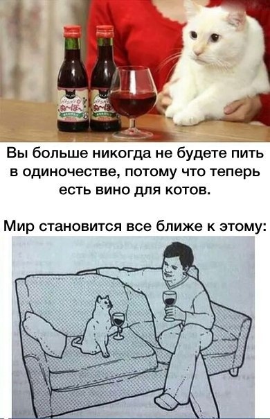 Wine - From the network, Picture with text, Humor, cat