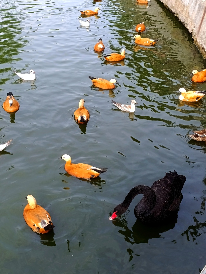 ׸  ,  ,  , , , , , , 