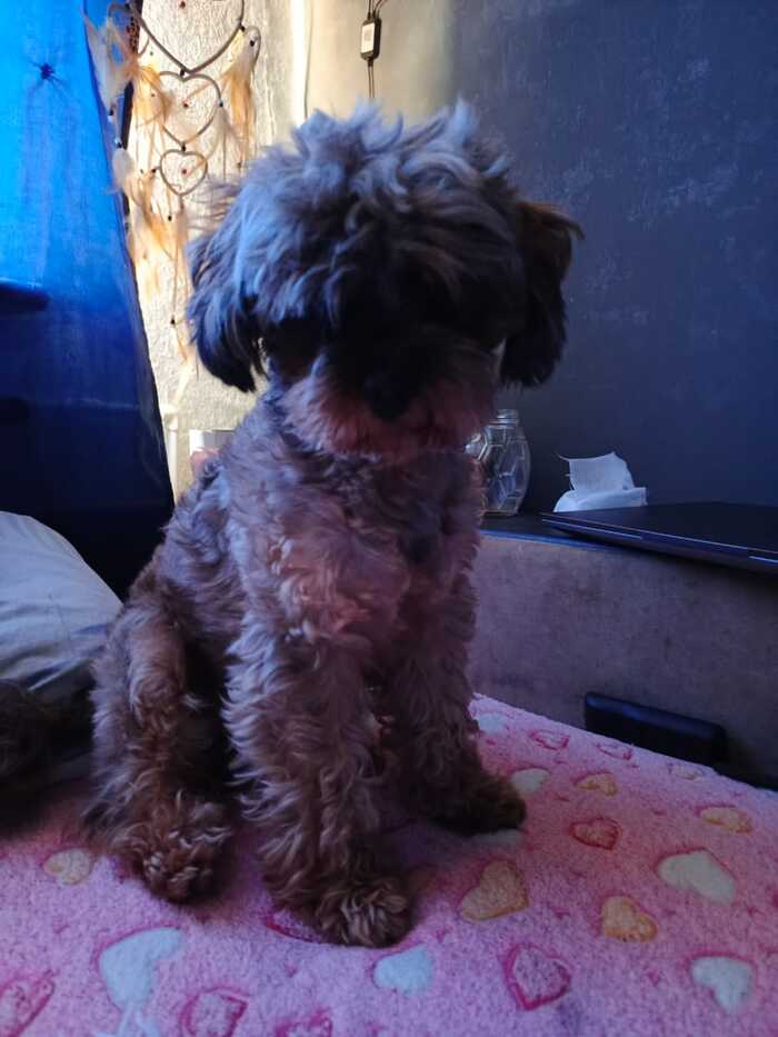 Lost toy poodle Leningrad region, Tosnensky district - The dog is missing, Leningrad region, Dog, Toy Poodle, Longpost, Help me find