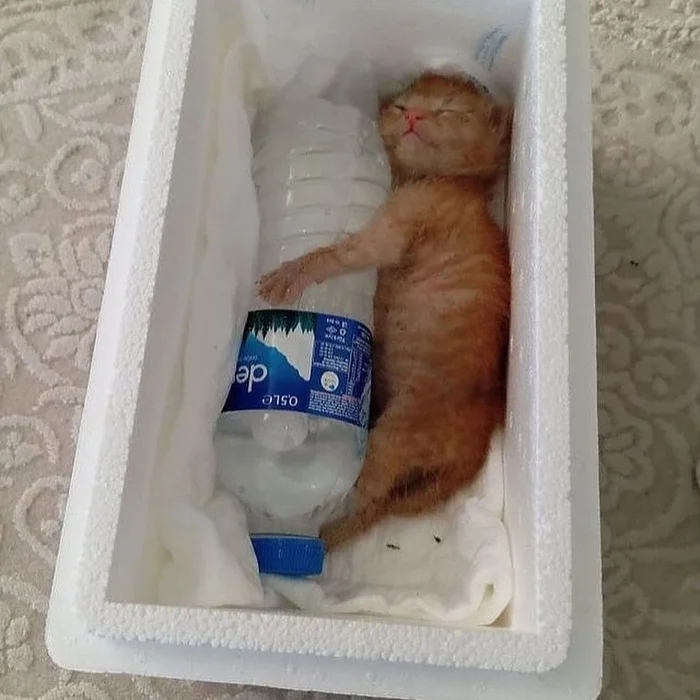 Heat - Images, cat, Ice, Heat