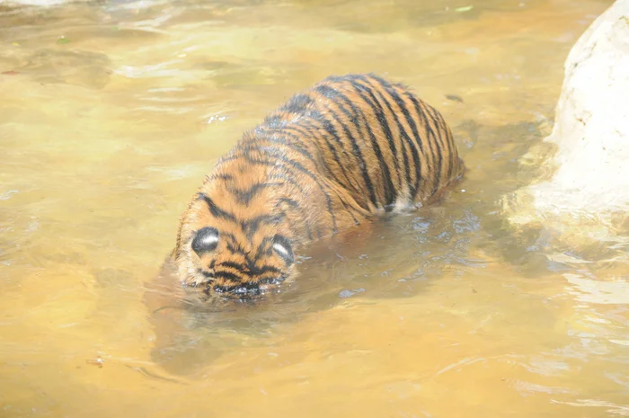 Refreshed - Wild animals, Zoo, Predatory animals, Cat family, Big cats, Young, Tiger, Amur tiger, Water, Water procedures, Longpost