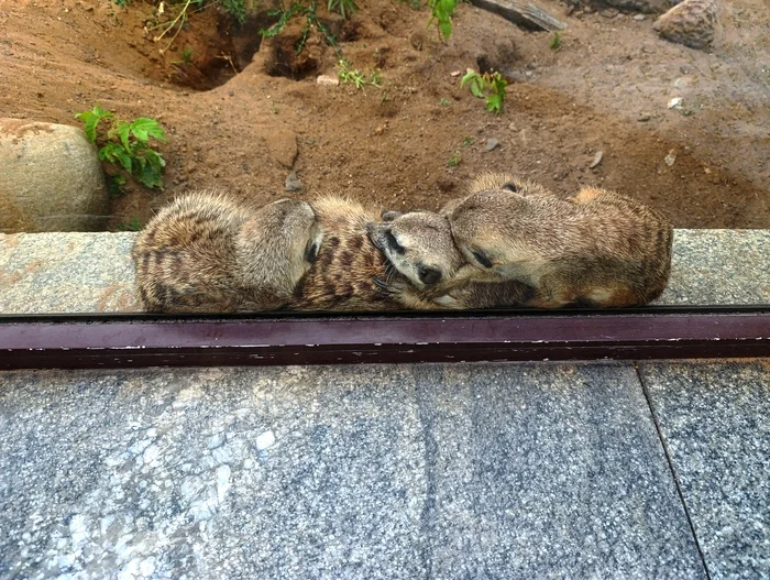 Meerkats huddle together - My, Meerkat, Zoo, Moscow Zoo, Animals, Nature, The photo, Mobile photography