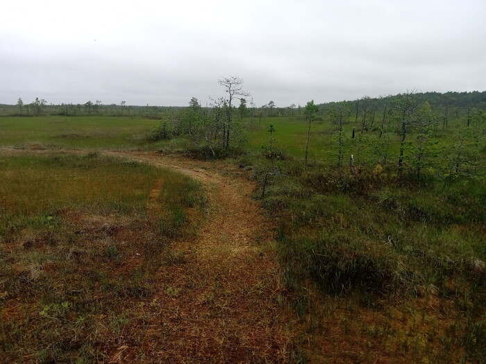 Сибирские болота. Фото в цвете.