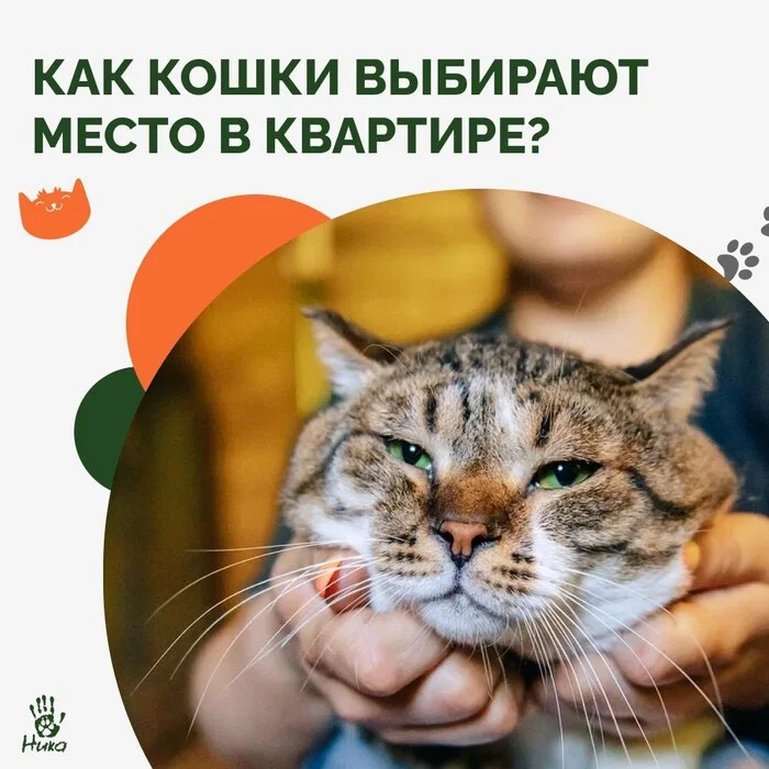 Как котики выбирают любимое место? - Моё, Бездомные животные, Помощь животным, Приют для животных, В добрые руки, Кот, Передержка, Потеряшка, Пушистые, Ветеринария, Котята, Приют, Кошатники, Спасение животных, Трехцветная кошка, Длиннопост