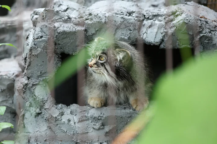 Changed my mind - Wild animals, Zoo, Predatory animals, Cat family, Pallas' cat, Small cats, Tail