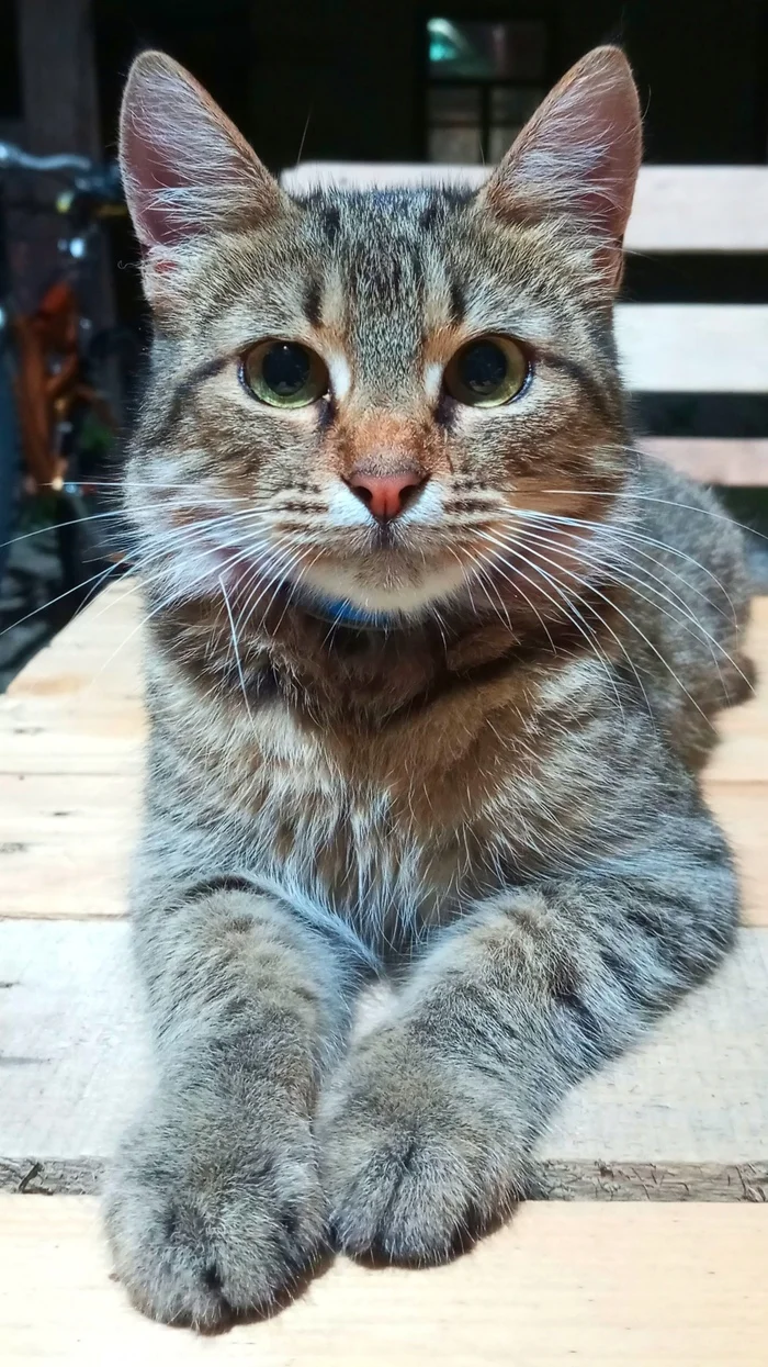 Tiger Cat 2 - My, Mobile photography, cat