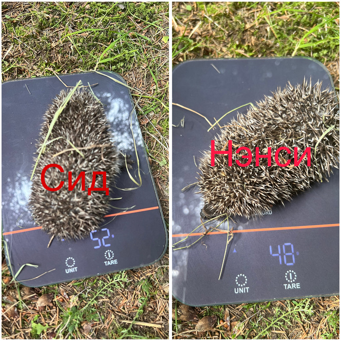 Взвешивание