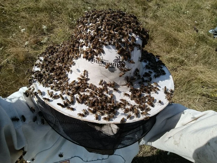 Tuning like a bee - My, Men and women, Relationship, Everyday life, Bees, Apiary, Roy, Mad Hatter