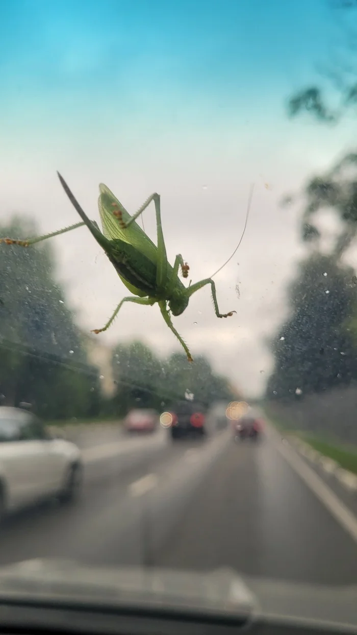 Ticketless travel companion - My, Insects, Grasshopper, Auto, Mobile photography