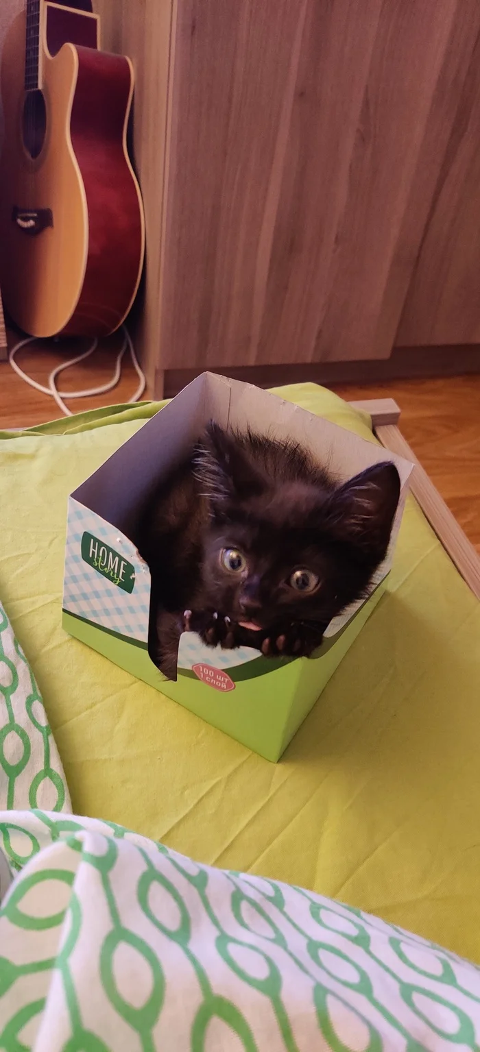 Best photo - My, Kittens, Black cat, Longpost, cat, Box, Pets, The photo