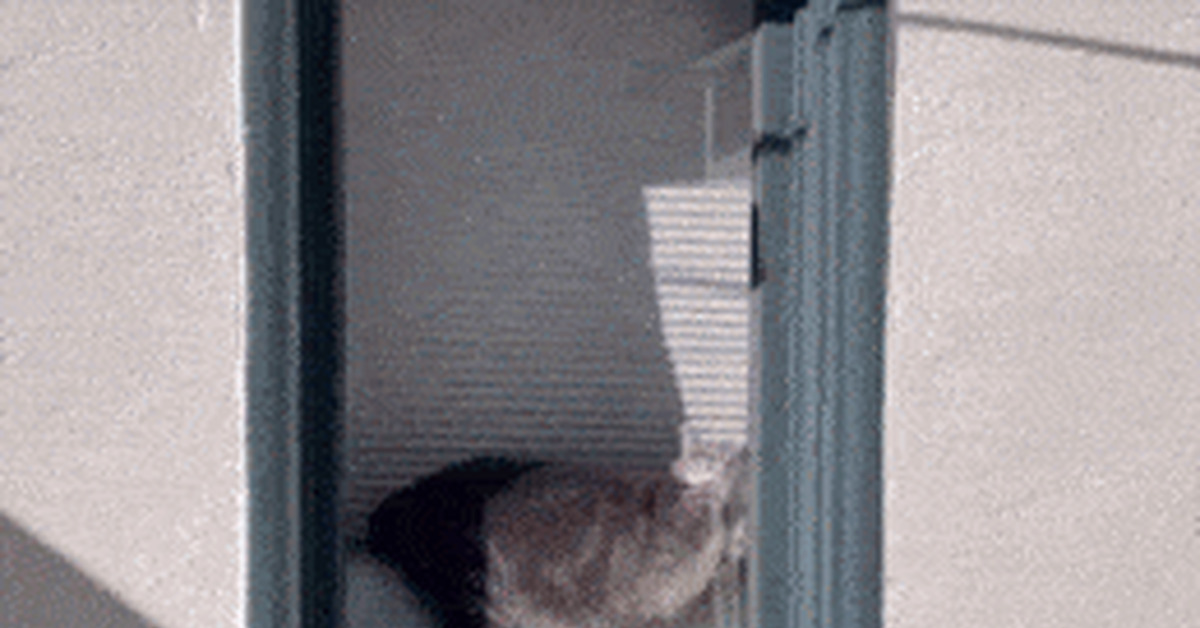 Cat GIFs - Assorted, GIF, cat, Longpost