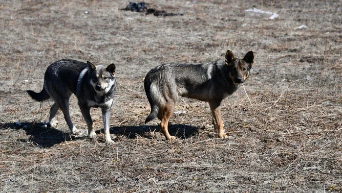 Not even a week has passed - Homeless animals, Law, Magadan Region, Court, The prosecutor, Killing an animal, Animal protection, Stray dogs, Suspended, Dangerous animals, Supreme Court, Риа Новости, Text, Telegram (link), Negative