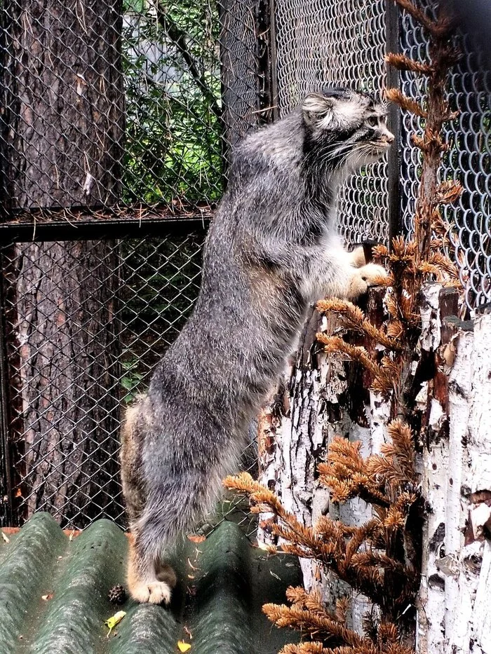 Looks like it's time to throw away the Christmas tree. - Wild animals, Predatory animals, Cat family, Pallas' cat, Small cats, Zoo, Novosibirsk Zoo, The photo, Video, Vertical video, Telegram (link), Longpost