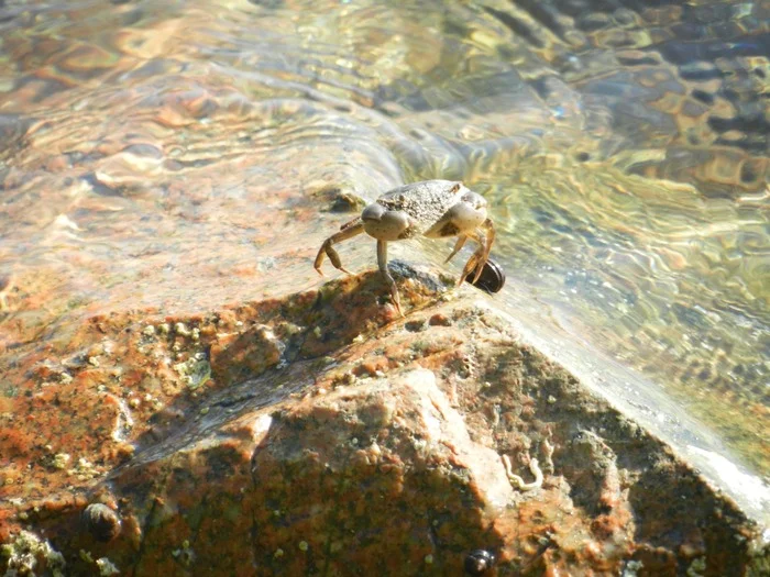 Muddy frame - My, The photo, Primorsky Krai, Sea, Japanese Sea, Crab, Дальний Восток, Russian island