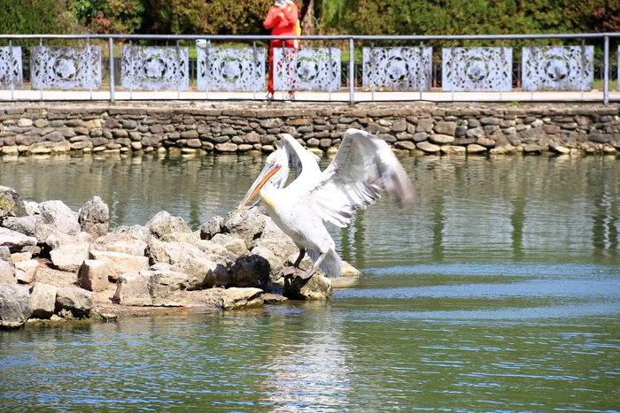 Serious comrade - My, The photo, Landscape, Sochi, Pelican