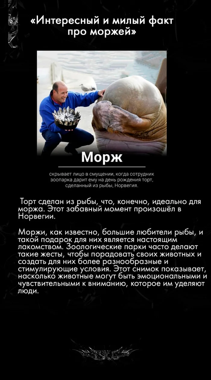 “Interesting and cute fact about walruses” - My, Facts, Milota, Kindness, Walruses