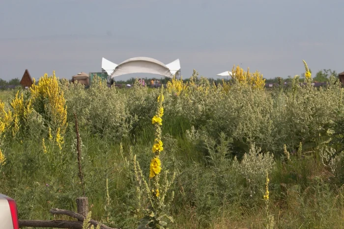 Starozolotovsky - My, Travels, The photo, Canon, Lavender, Longpost, Rostov region, The nature of Russia