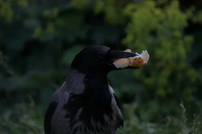 Burned at lunch - My, The photo, Crow, Birds