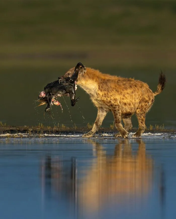 Death is someone's life - Hyena, Spotted Hyena, Predatory animals, Wild animals, wildlife, Africa, The photo, Swamp, Mining, Remains