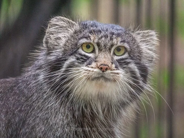 Miyonysh - Wild animals, Predatory animals, Cat family, Pallas' cat, Small cats, Novosibirsk Zoo, Zoo, The photo, Telegram (link), YouTube (link)