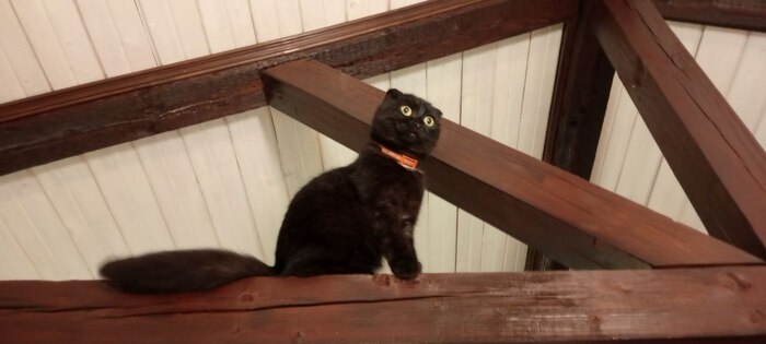 ������ ����� �����