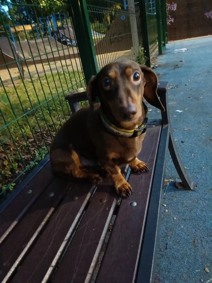 A dachshund was found on Yunosti Street (Moscow, Veshnyaki) - My, Found a dog, Dachshund, No rating, Dog, Veshnyaki