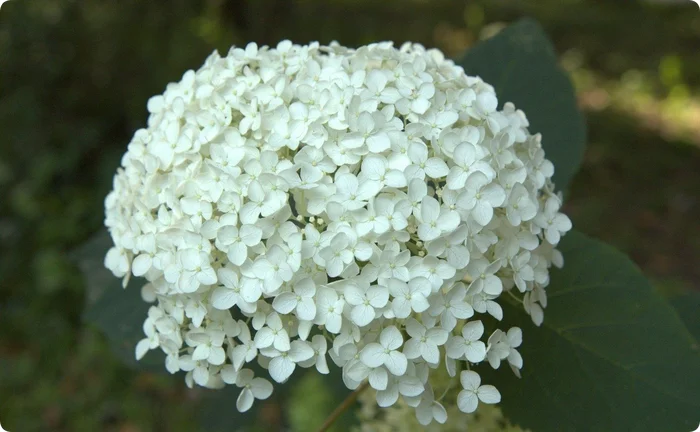 Hydrangea tree Annabelle - My, Garden, Gardening, Plants, Biology, Garden, Bloom, Houseplants, Longpost