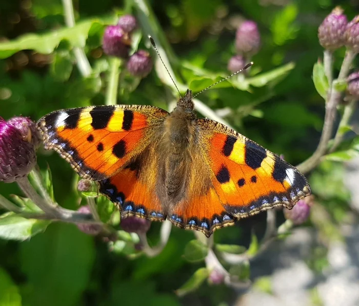 Nettle Jungle - My, Nettle, Butterfly, Nymphs, Insects, Caterpillar, Biology, Macro photography, Summer, July, Walk, Informative, Nature, Entomology, Lepidopterology, Video, Vertical video, Longpost