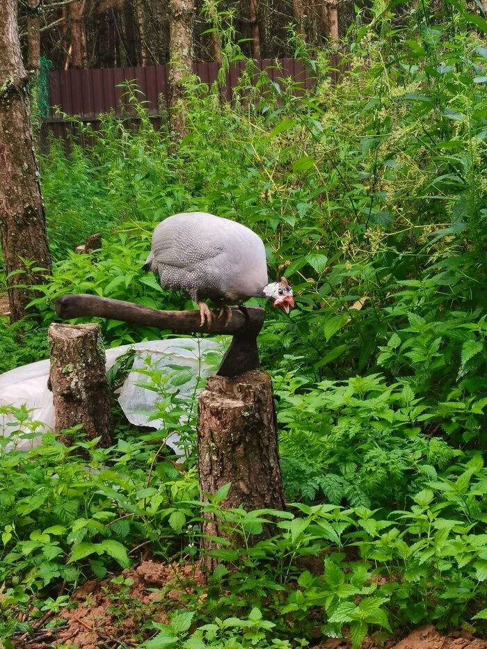 It’s not enough to cook dinner, you have to defeat it first! - Guinea fowl, Birds, Dinner, Axe