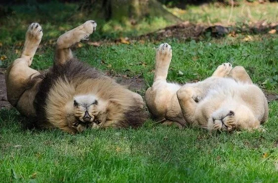 Heat - Images, a lion, Big cats, Wild animals, Heat, Upside down with your paws, The photo, Cat family, Lioness