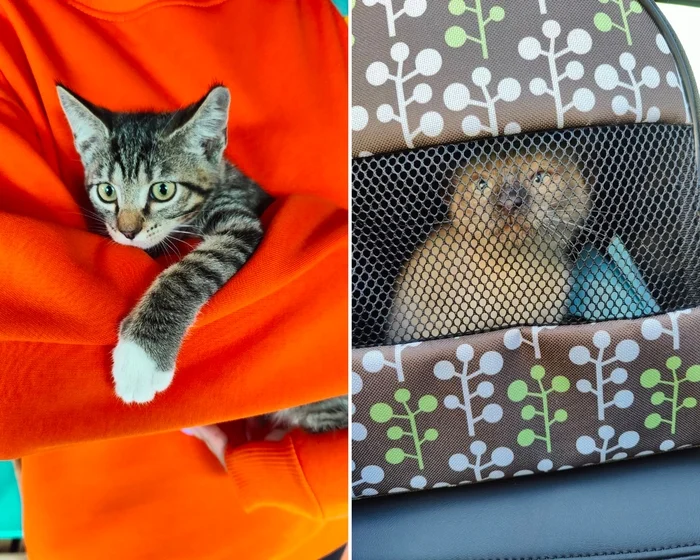 734 and 735 tails found their homes. Thai and Polosatkin are going to their new home right now - My, cat, Found a home, Tosno, Saint Petersburg, Vertical video, Pick-up headphones, Video, Longpost