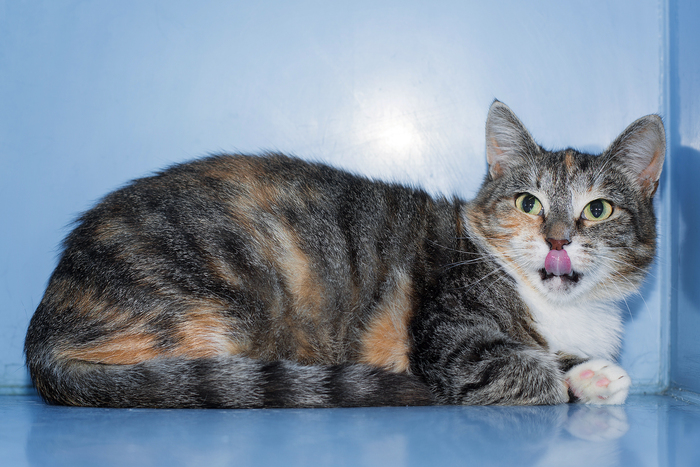 ��������� ��� ����