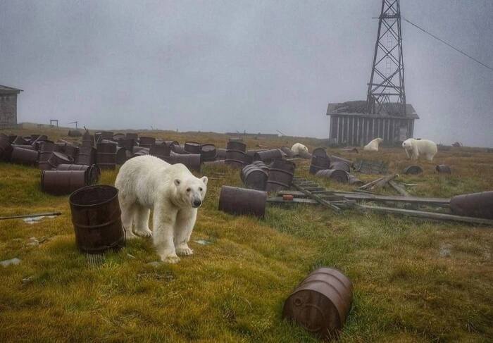 Russian North - HC Belye Medveditsy, North, Longpost, Polar bear, The photo