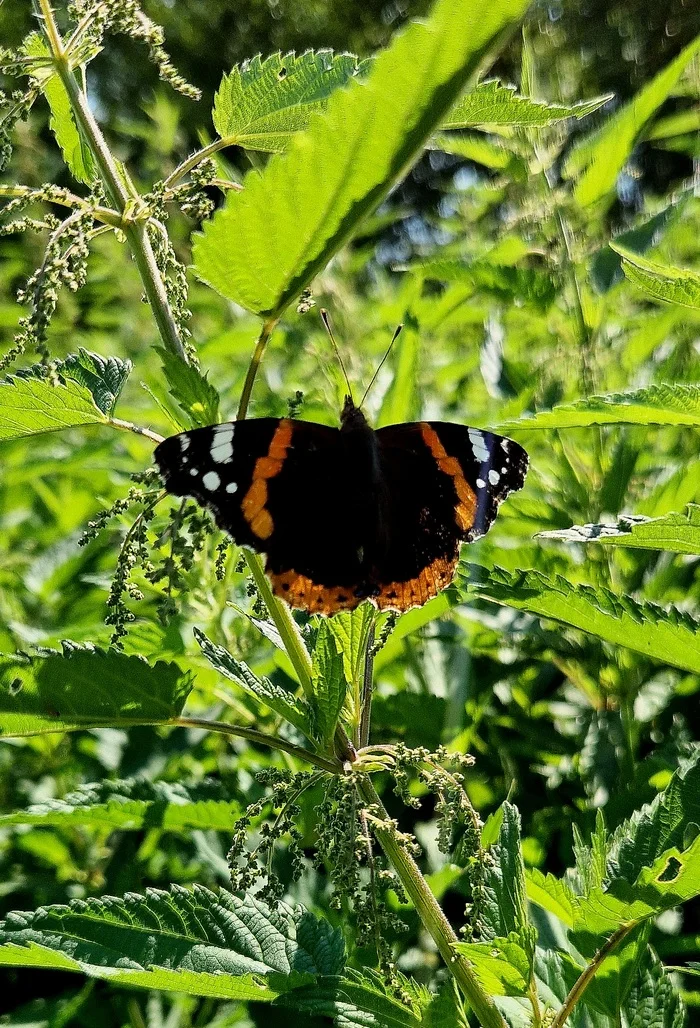 Nettle jungle. Part two - My, Lepidopterology, Caterpillar, Butterfly, Insects, Nettle, Admiral, Walk, Camping, Nature, wildlife, July, Allergy, Pollen, Informative, Naturalist, Macro photography, Mobile photography, Video, Vertical video, Longpost