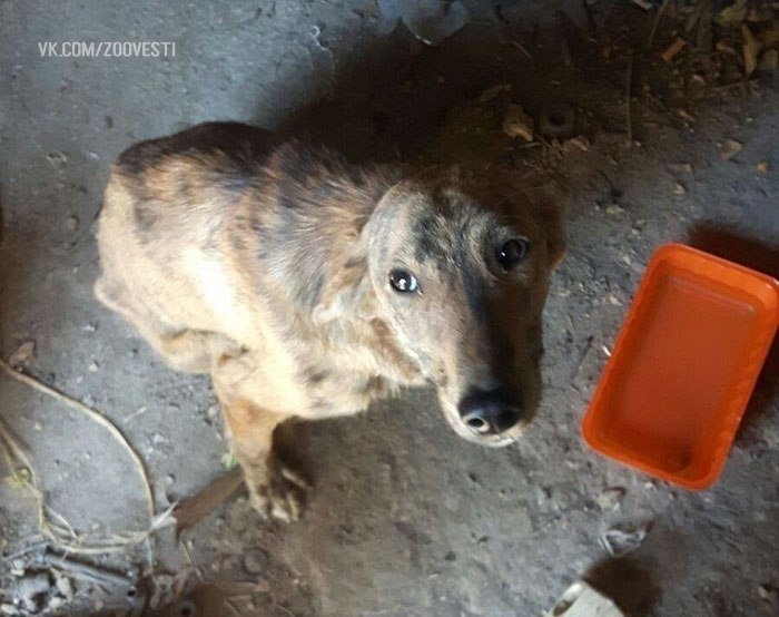 A woman found a dog with a broken back while on vacation and took it home. - The rescue, Injury, Dog, Animals, Pets, Kindness, Longpost, Negative