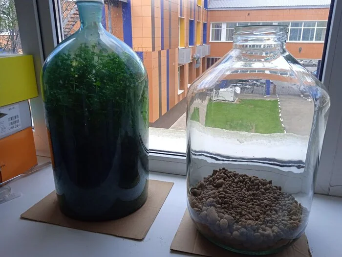 Battle of plants in a bottle: start of the second florarium, who will win this time - place bets! - My, Plants, Biology, Experiment, Closed ecosystem, Evolution, Competitions, Ecology, Botany, Longpost