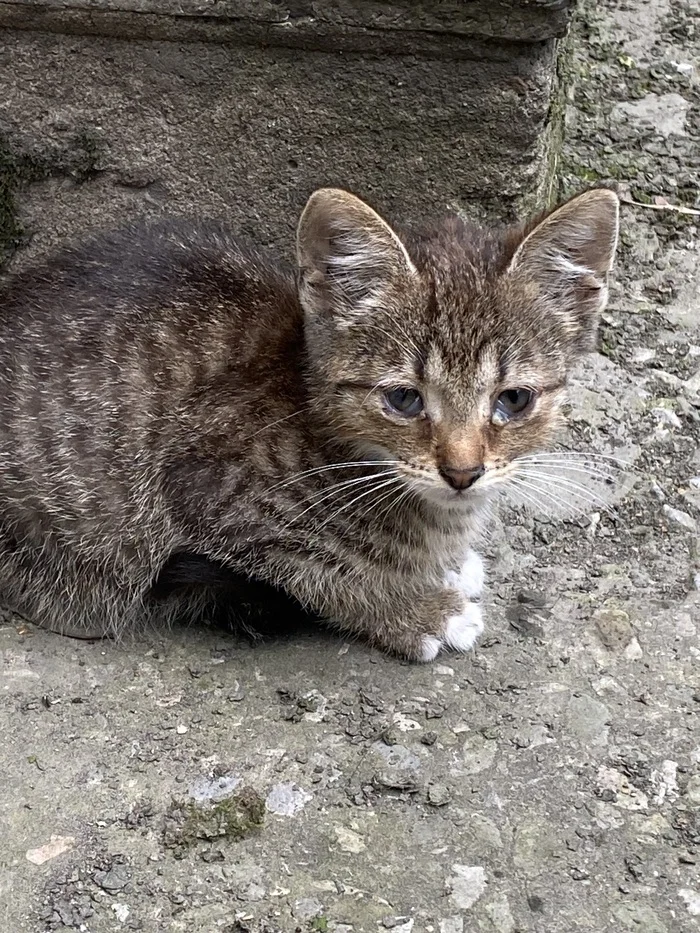 St. Petersburg Kitten without a paw, needs help or a home. Help the baby. Savushkina, 24 - My, Helping animals, Animal Rescue, Saint Petersburg, Overexposure, Vet, Primorsky District, Longpost, Homeless animals, In good hands, cat