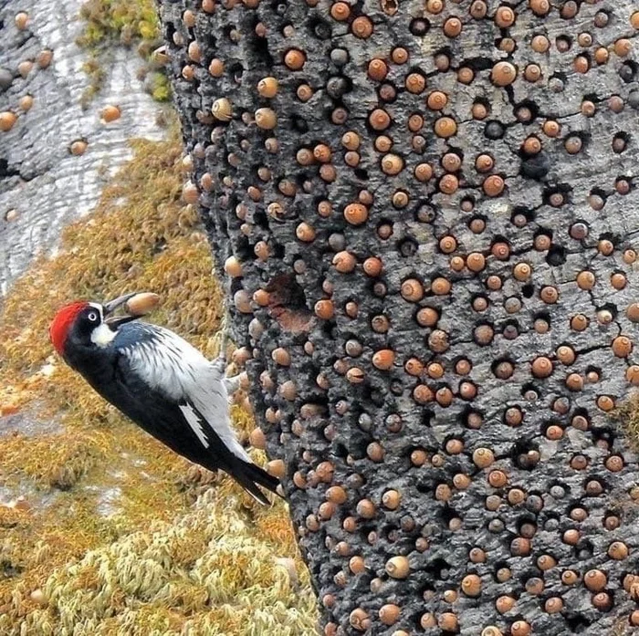 Acorn woodpecker and his stash - The photo, Woodpeckers, Birds, Acorn, Stash, Bird watching, Acorn woodpecker