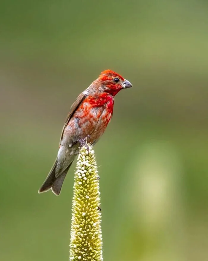 Common lentils - Lentil, Passeriformes, Birds, Wild animals, wildlife, India, The photo, Longpost