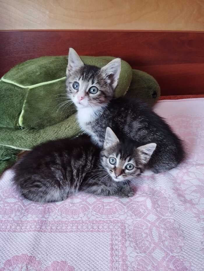 We urgently need foster care in St. Petersburg. The woman who saved two kittens is sick and needs to undergo surgery - Kittens, Helping animals, Saint Petersburg, In good hands, No rating, VKontakte (link), Overexposure