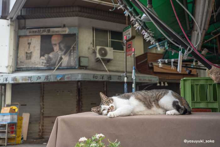 <!--noindex--><a href="https://pikabu.ru/story/yaponokotovyiy_11625554?u=https%3A%2F%2Fx.com%2Fyasuyuki_saka%2Fstatus%2F1814992758089642080&t=https%3A%2F%2Fx.com%2Fyasuyuki_saka%2Fstatus%2F1814992758089642080&h=39ba19ab2e95cd1a31f1bee879a899586c90b90d" title="https://x.com/yasuyuki_saka/status/1814992758089642080" target="_blank" rel="nofollow noopener">https://x.com/yasuyuki_saka/status/1814992758089642080</a><!--/noindex-->