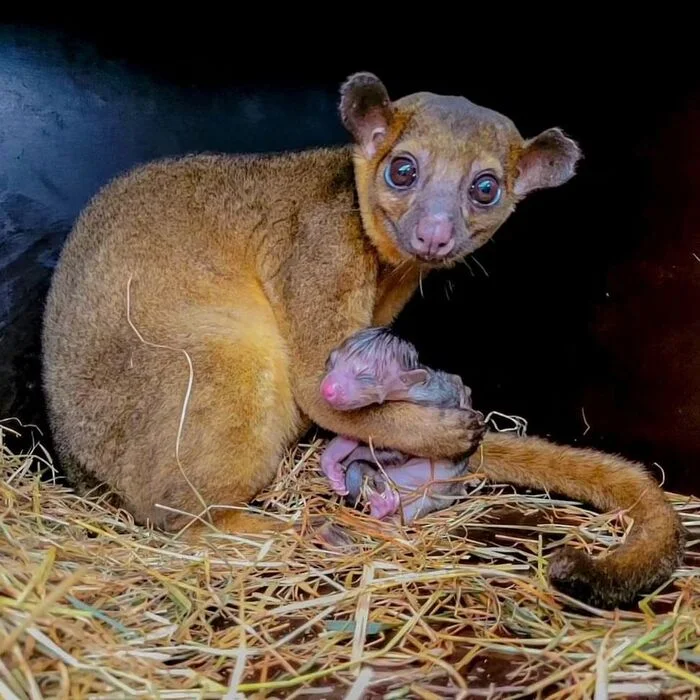 Baby kinkajou - Potto, Young, Predatory animals, Wild animals, Zoo, The photo, Longpost