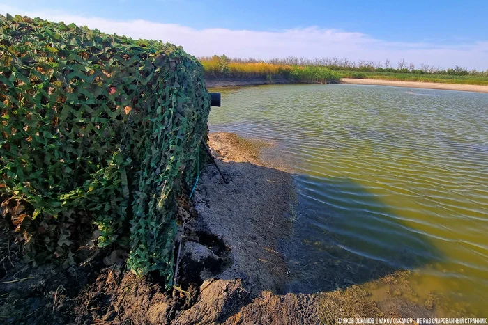 What did a month of secret filming on an unknown lake bring? - My, Animals, Birds, Travels, wildlife, Russia, Longpost