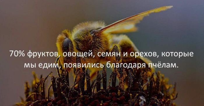 Where have the bees gone? - Picture with text, Situation, Bees, Insects