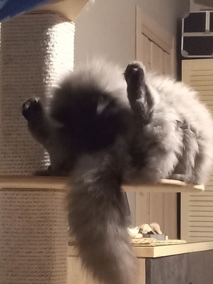 Сенька - Великан Волонтерство, Спасение утопающего, Кот, Зоозащитники, Длиннопост